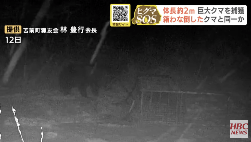 早前更有攝影畫面顯示，一頭棕熊在雪地上徘徊，面對重約300公斤、以鹿肉作誘餌的捕熊籠，不但沒有上當，反而以前爪輕鬆搖晃籠身，更直接將整個陷阱推翻後離去，被日本網民稱為「古惑熊」。HBC NEWS畫面截圖