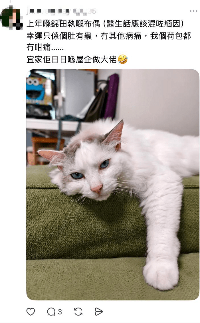 P小姐發現,牠已被人當作流浪貓收養。 P小姐發現,牠已被人當作流浪貓收養。