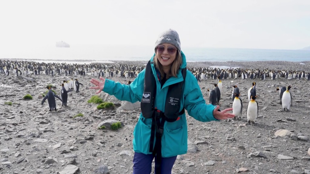 見證數十萬國王企鵝沿岸聚集的壯觀場面。
