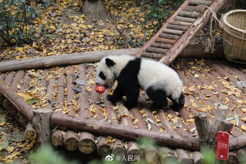 13只大熊猫BB，名字有趣，包括「吵吵」、「闹闹」。人民网微博图