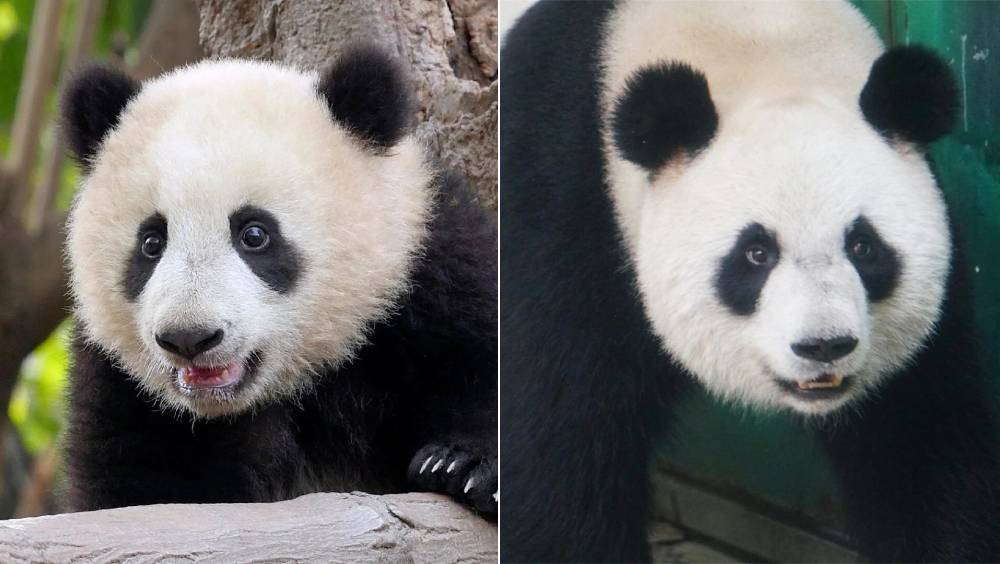 大熊貓「半半」（右）「香果」（左）2天內相繼病死。