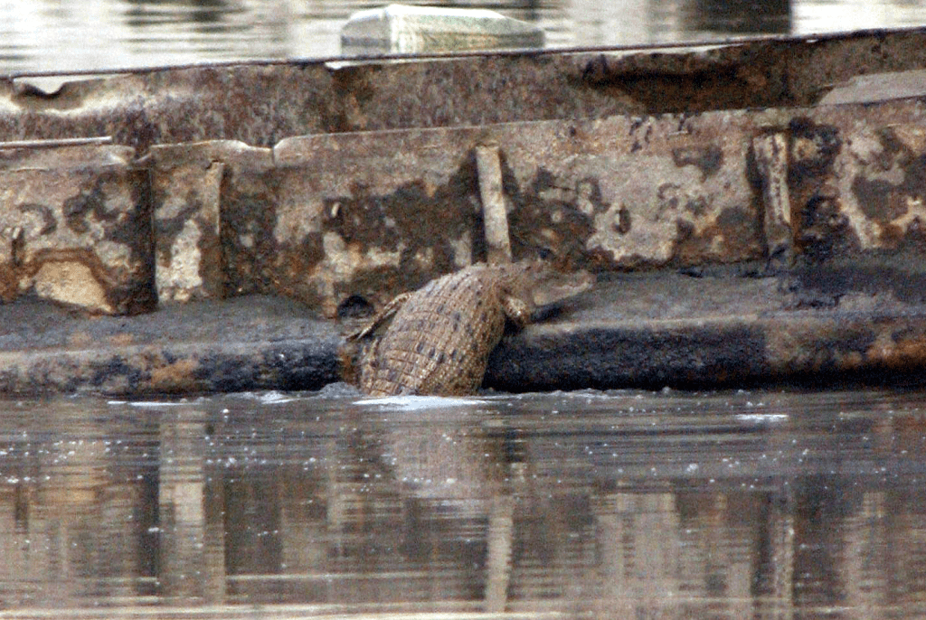 元朗山贝河曾出现一条小湾鳄「贝贝」。资料图片