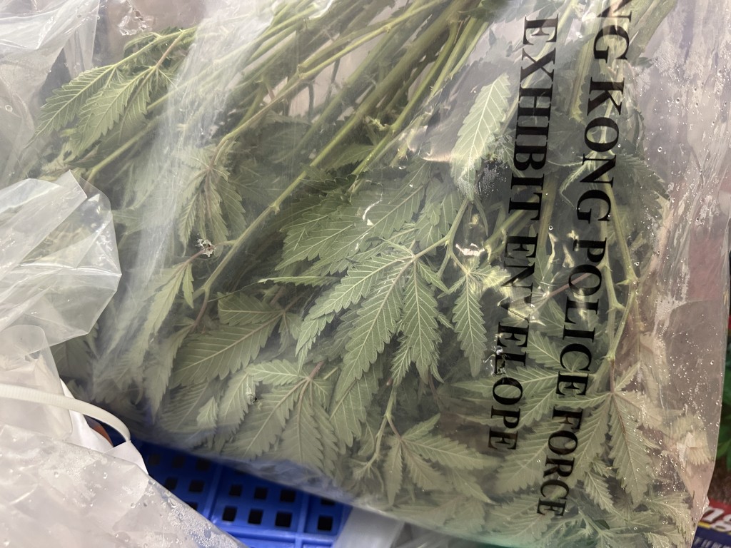 检获的大麻植物。梁国峰摄