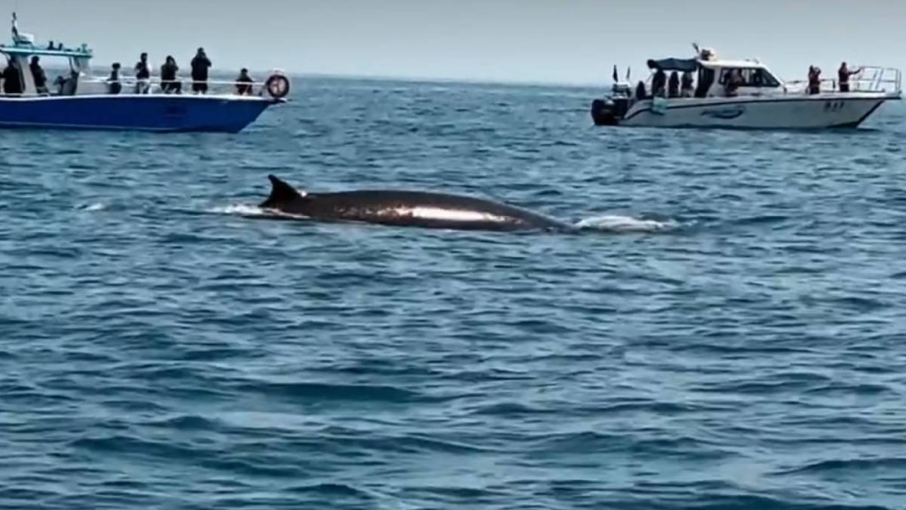 廣西潿洲島遊客極近距離觀鯨，導致鯨魚周身傷痕。小紅書＠Venus