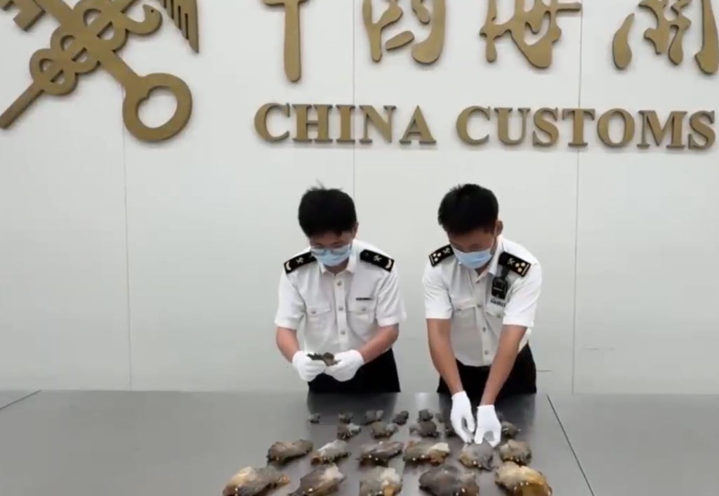 中年婦拖手拉車經福田口岸到內地，企圖走私26暹羅鱷掌。海關發布