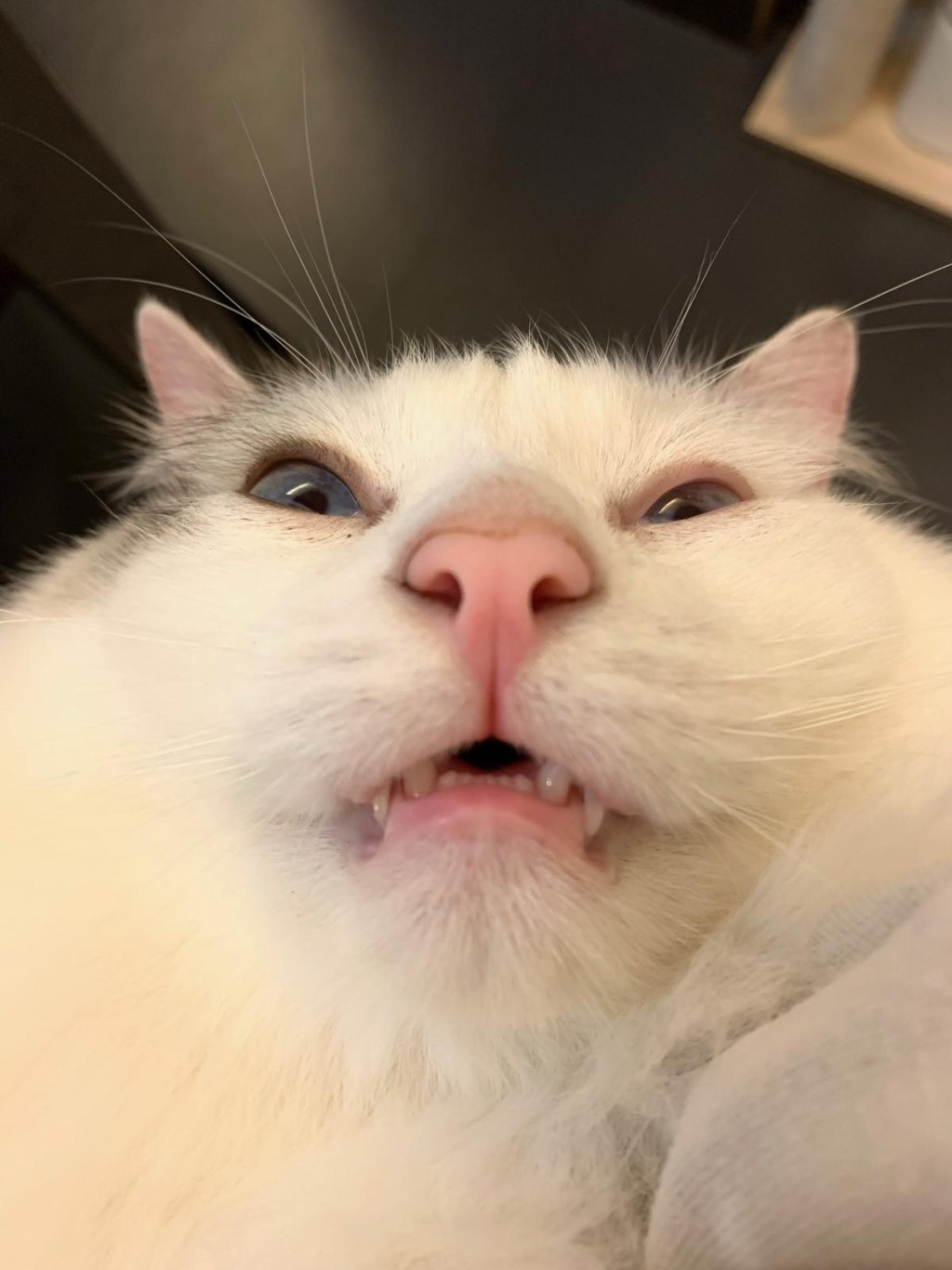 P小姐透過對方,在社交平台發佈的相片,發現與Mai Mai特徵很相似。(受訪者P小姐提供相片) P小姐透過對方,在社交平台發佈的相片,發現與Mai Mai特徵很相似。(受訪者P小姐提供相片)