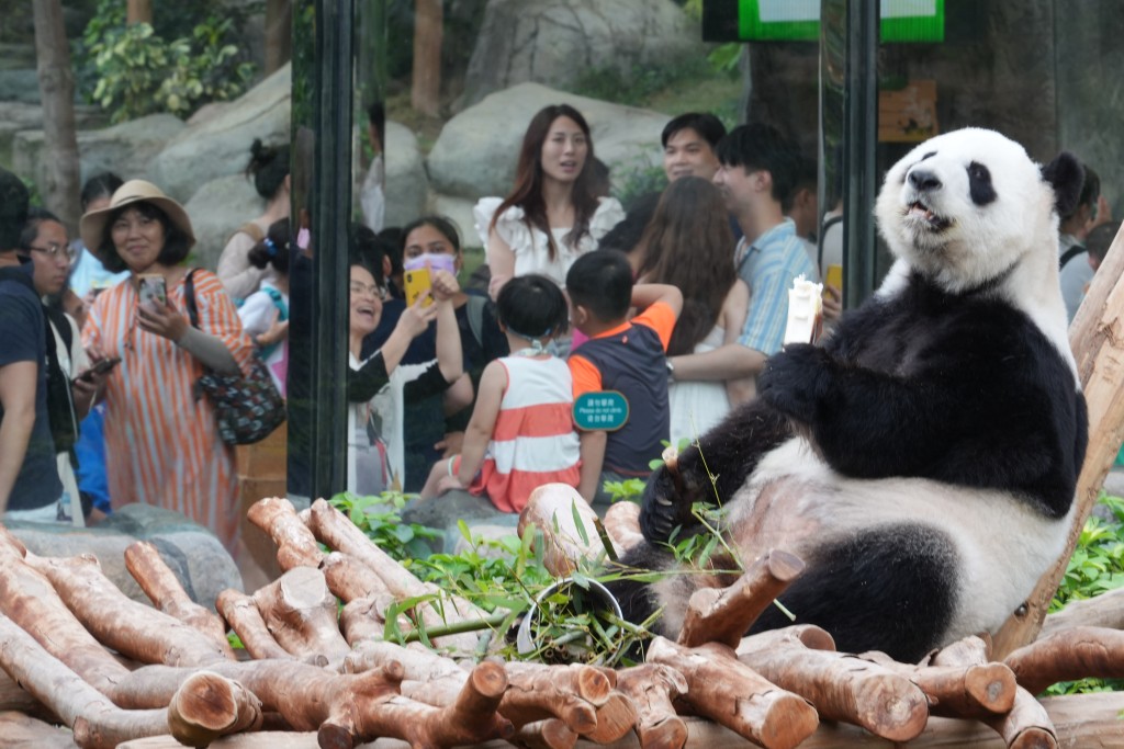 發言人表示，政府有信心籌備工作會順利完成，會適時公布大熊貓赴港安排的細節（圖為盈盈、樂樂）。吳艷玲攝