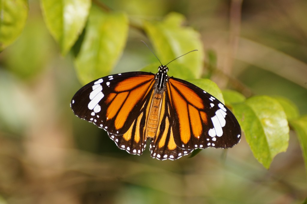 虎斑蝶（老虎型）。資料圖片