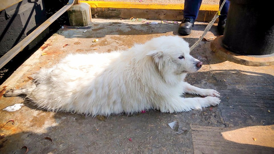 銀狐犬獲救。香港警察圖片
