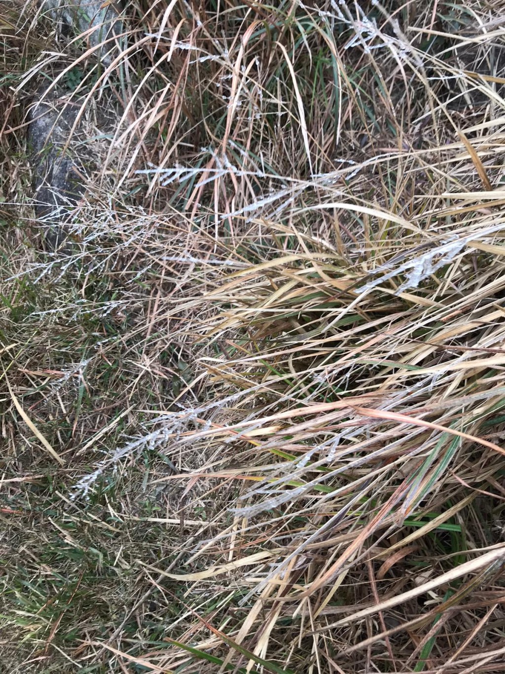 大帽山有草葉結霜。讀者提供