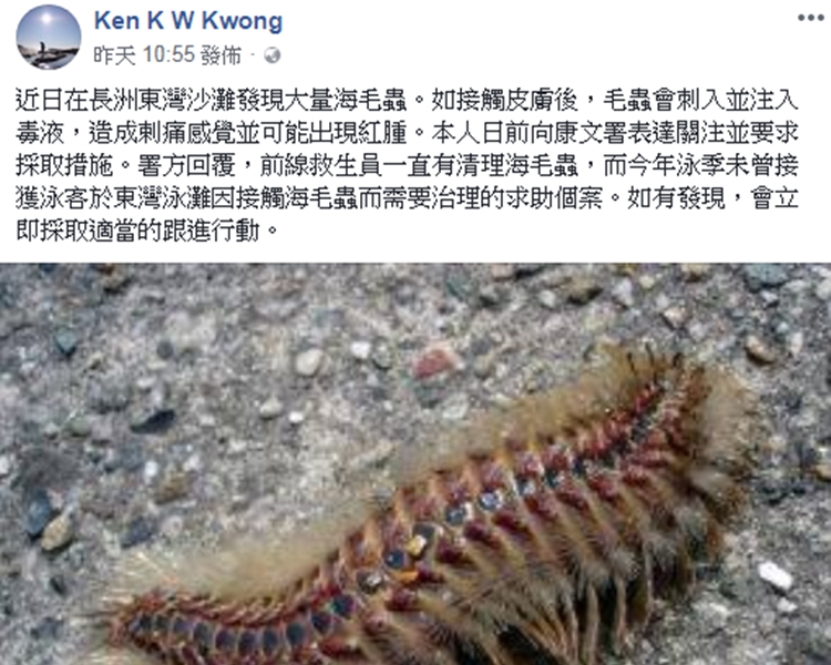 長洲區議員鄺官穩指,近日在長洲東灣沙灘發現大量海毛蟲。facebook