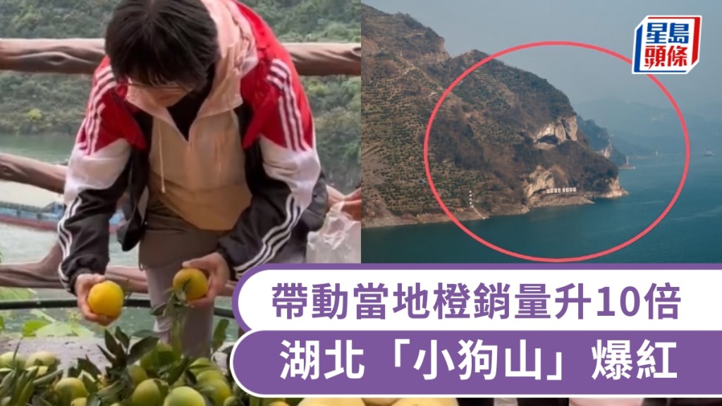 湖北「小狗山」爆紅遊客湧打卡，帶動當地橙銷量升10倍。