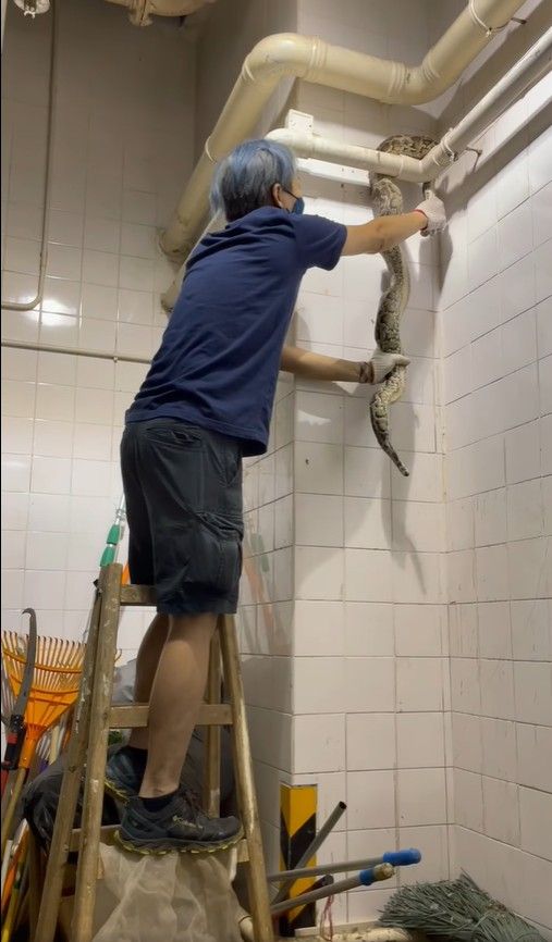 蛇王協FB影片截圖