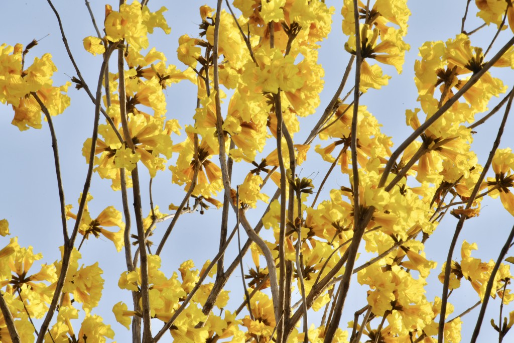 今年機管局種植了260棵黃花風鈴木，非常壯觀。