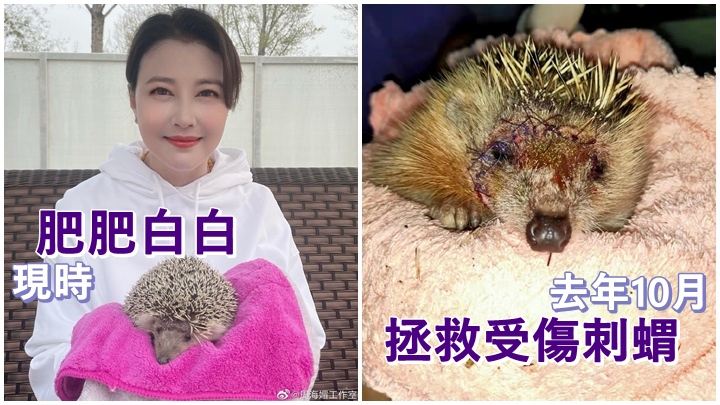 周海媚去年10月拭救受傷的刺蝟後，現飼養到牠肥肥白白。