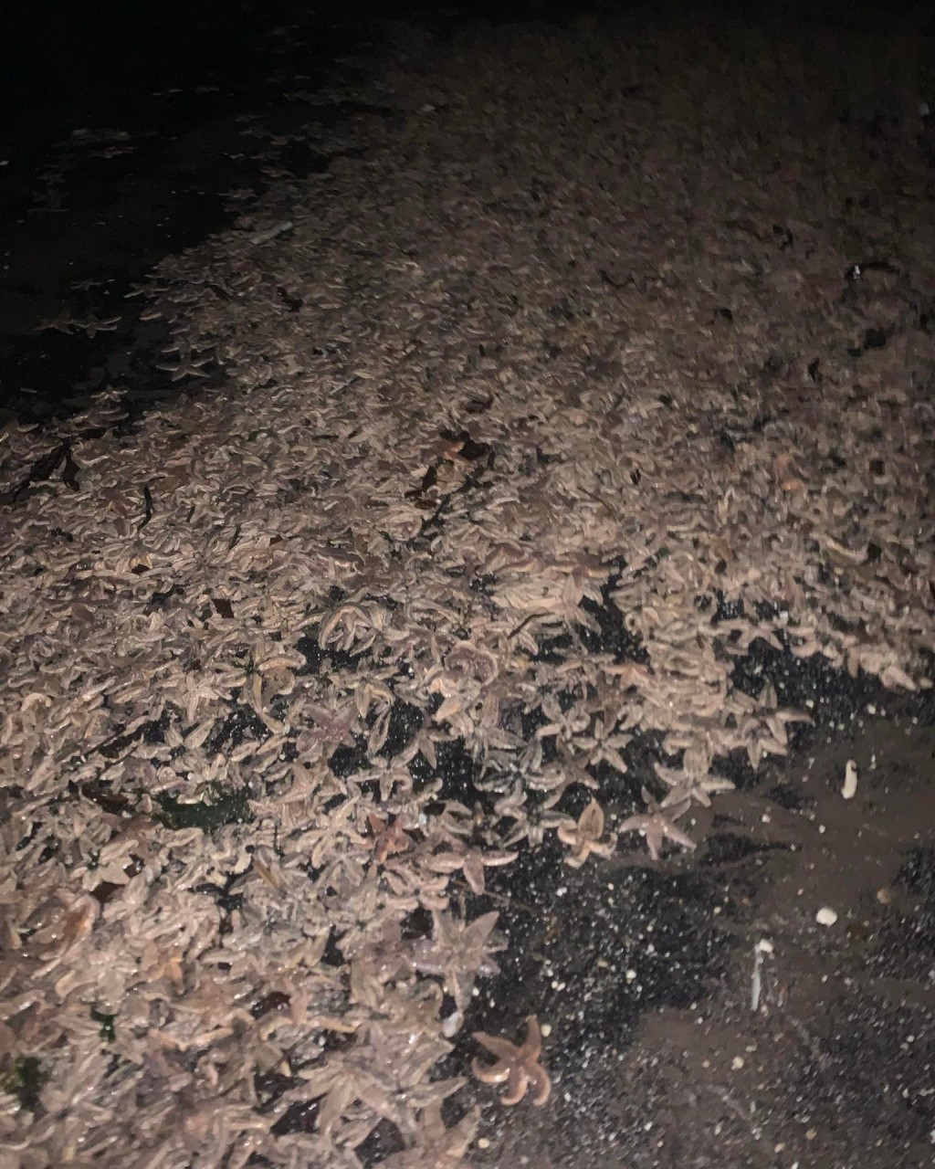 数以千计的海星被冲上海岸。图片来源：Facebook @ Fife jammer locations