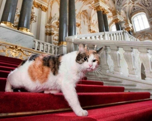 隐士庐博物馆内50只猫获赠遗产。