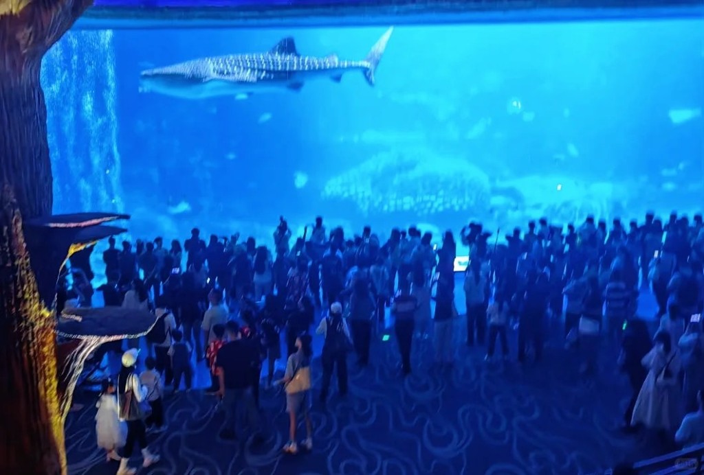 橫琴長隆的鯨鯊已於2月18日因病死亡，但館方一直未有向外公布。小紅書