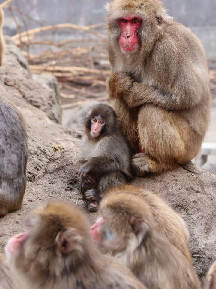 （圖片來源：X@ichikawa_zoo）