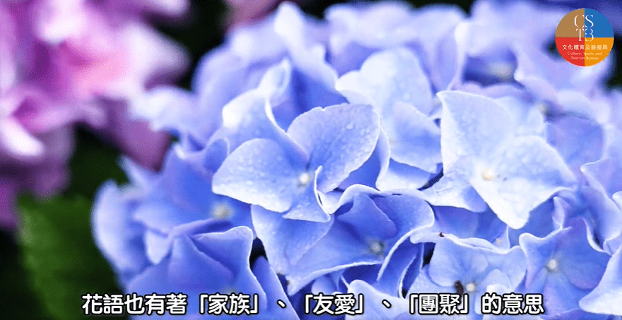 「香港花卉展2023」会于本月10至19日，在铜锣湾维多利亚公园举行，主题花为绣球花。文化体育及旅游局影片截图