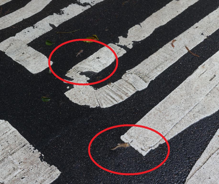兩隻香港瘰螈（紅圈）陳屍「慢駛」標記上。