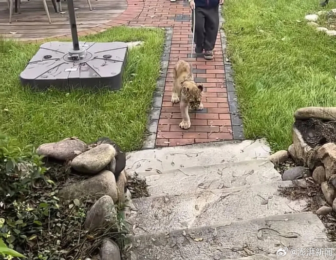 江蘇度假區推「幼獅叫醒服務」。