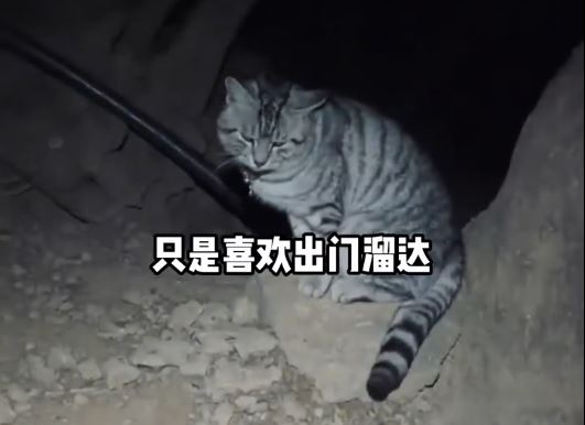 豆豆过去多次被好心游客带落山，试过一天三次自己爬上山回家。抖音