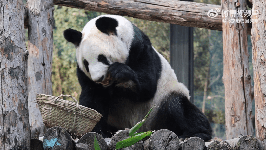 北京動物園近日公布大熊貓「丫丫」的最新影片。 北京動物園近日公布大熊貓「丫丫」的最新影片。