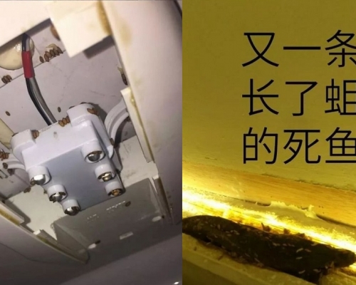 惡租客在屋中放滿死魚,令屋中充滿惡臭和蛆蟲(網上圖片)