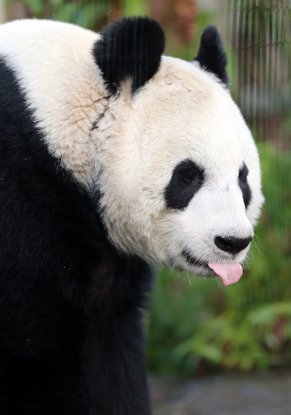 旅居英國的大熊貓「甜甜」不時做出可愛表情。（美聯社）