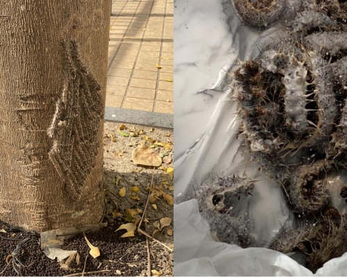 深井驚現海毛蟲。（WhatsApp圖片）