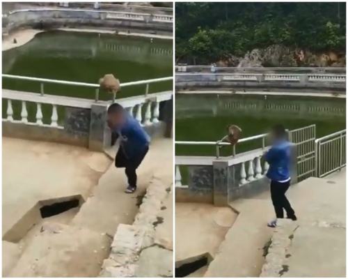 被推下的猴子馬上跳回欄杆,追咬出手的男遊客。片段截圖