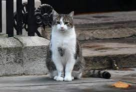 Larry是首隻被冠上職涵的唐寧街貓貓。（TWITTER圖片）