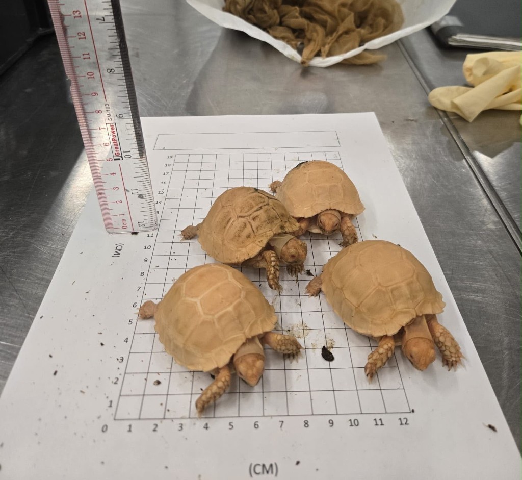 部分檢獲的懷疑受管制屬瀕危物種活龜。 部分檢獲的懷疑受管制屬瀕危物種活龜。