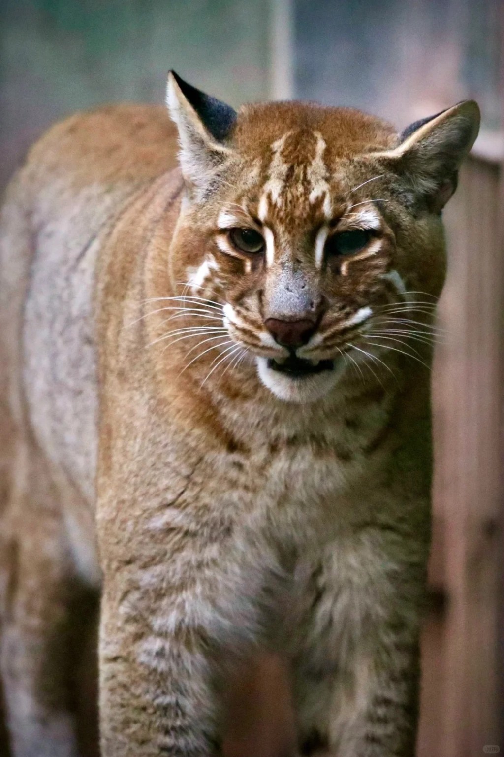 重慶金貓動物園明星動物「阿宅」離世，許多網民在網上悼念。