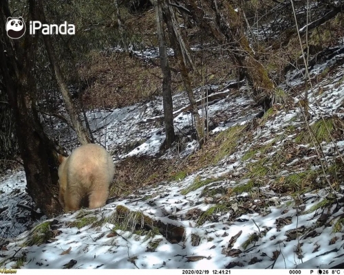 大貓熊國家公園管理局近日再對外發布一批白色貓熊於野外活動的影像。網圖