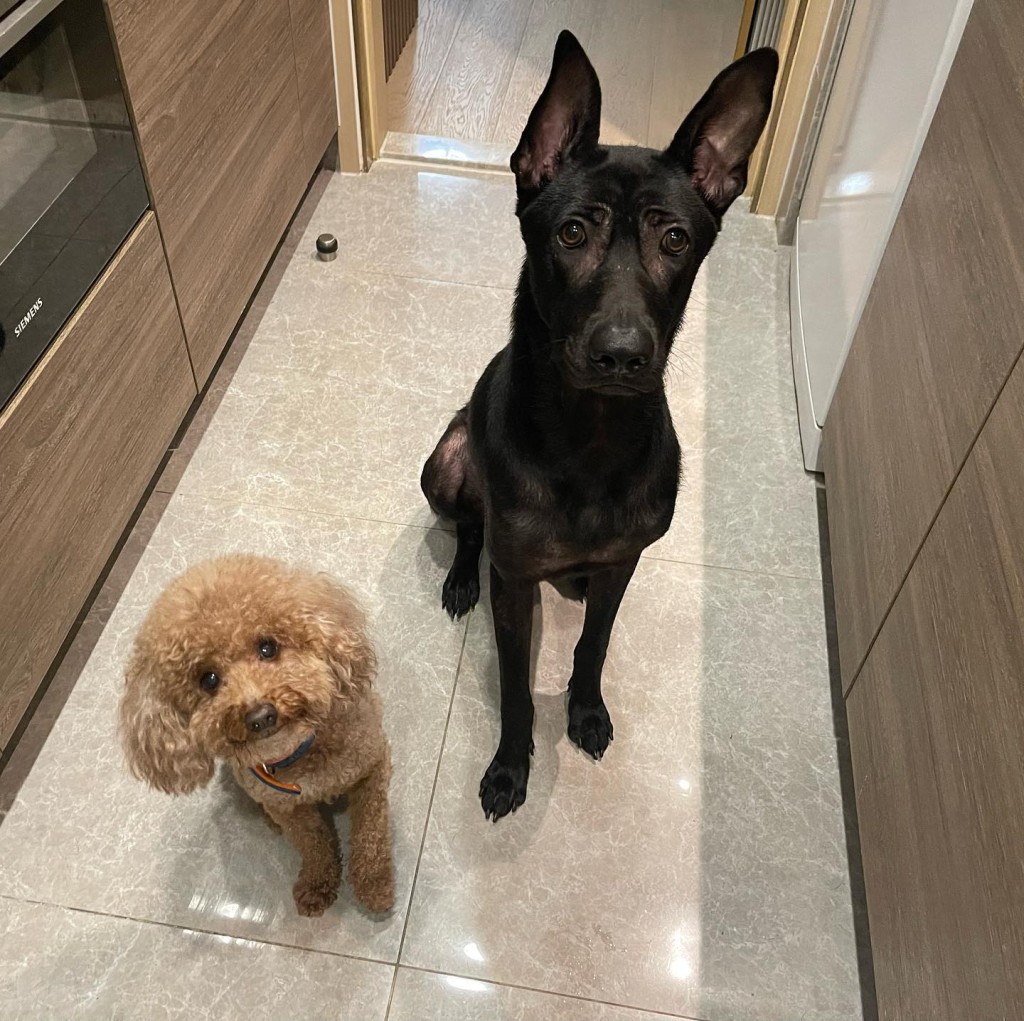 李亦喬家有兩隻愛犬。