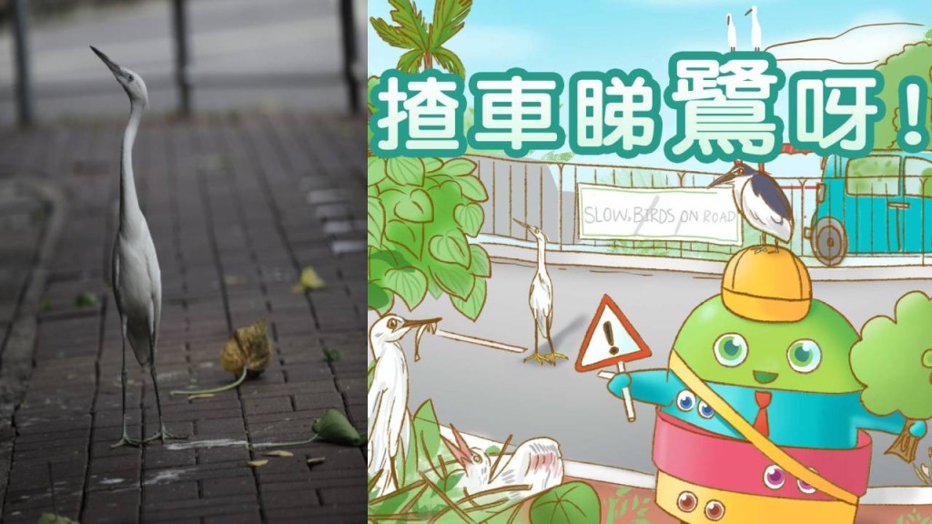 漁護呼籲司機駛經大埔鷺鳥林一帶時小心駕駛。B仔自然教室FB