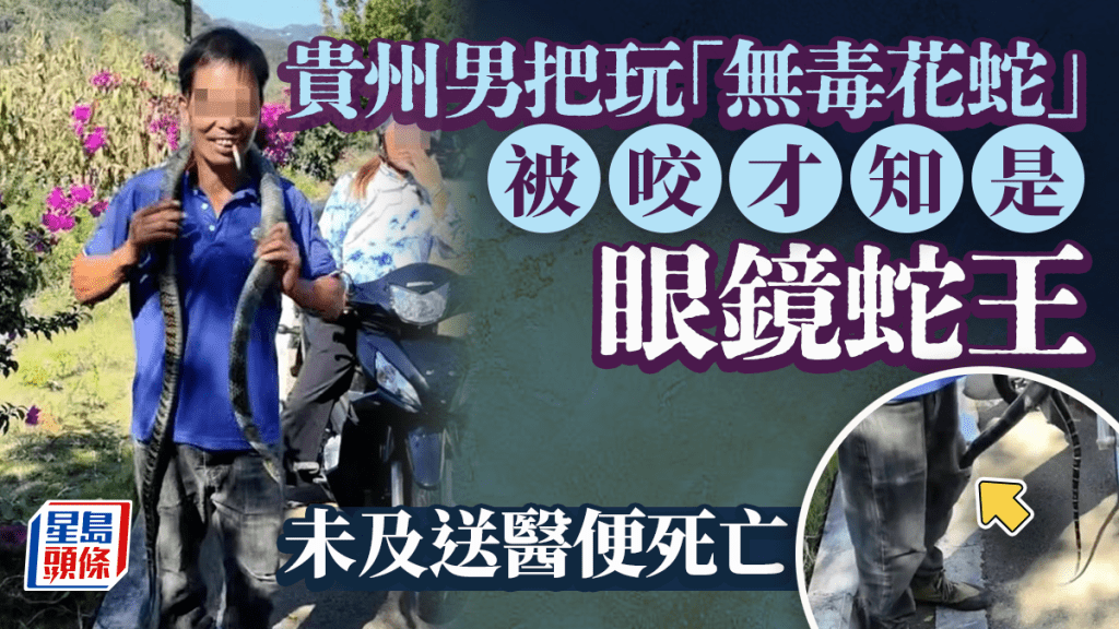 大叔把玩「無毒花蛇」穿褲管身亡  被揭劇毒眼鏡王蛇奪命｜有片