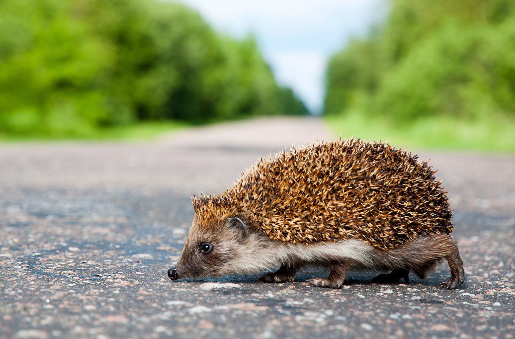 英國上議院修改規劃法案以保育野生動物，包括刺蝟、鳥類、昆蟲。（示意圖）iStock
