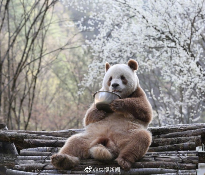 棕色大熊貓是罕見的大熊貓變種個體。