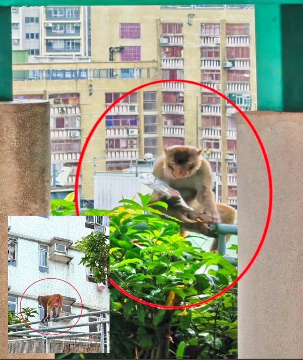 猴子走進社區覓食的情況日益普遍。 猴子走進社區覓食的情況日益普遍。