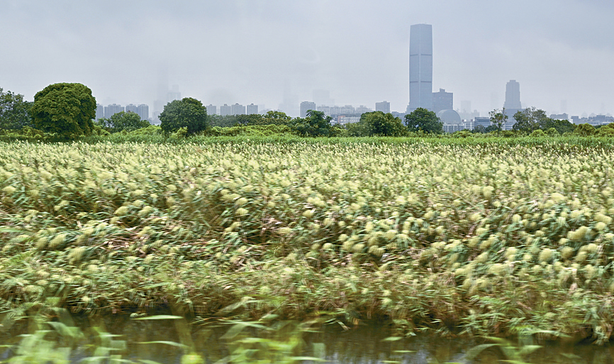 當局早前向立法會提交文件，擬修例取消部分米埔邊境禁區。