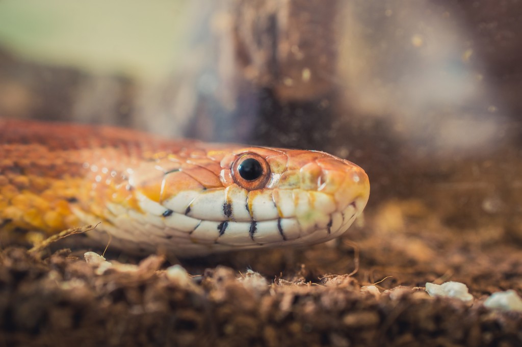 粟米蛇(玉米蛇)是非常流行的寵物蛇。(iStock圖片)