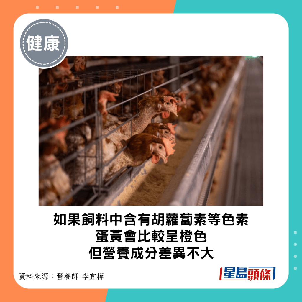 ，如果母雞飼料中含有胡蘿蔔素、玉米黃素等色素，蛋黃顏色就會比較呈橙色，但蛋白質等主要營養成分其實沒有相差太多。