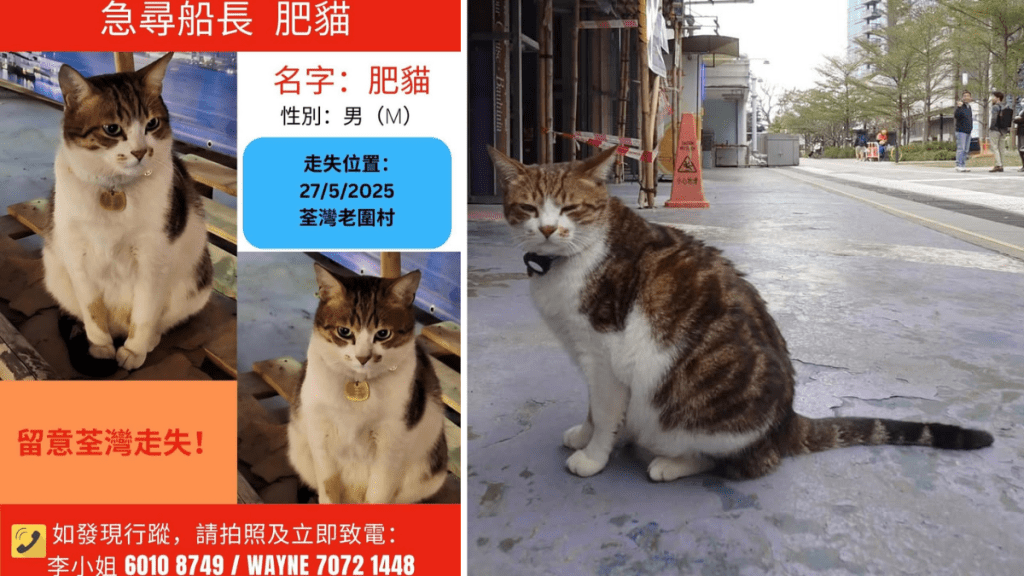 肥貓流浪記︱北角碼頭船公司稱得悉下落 關注組半信半疑 質疑隱暪失貓責任