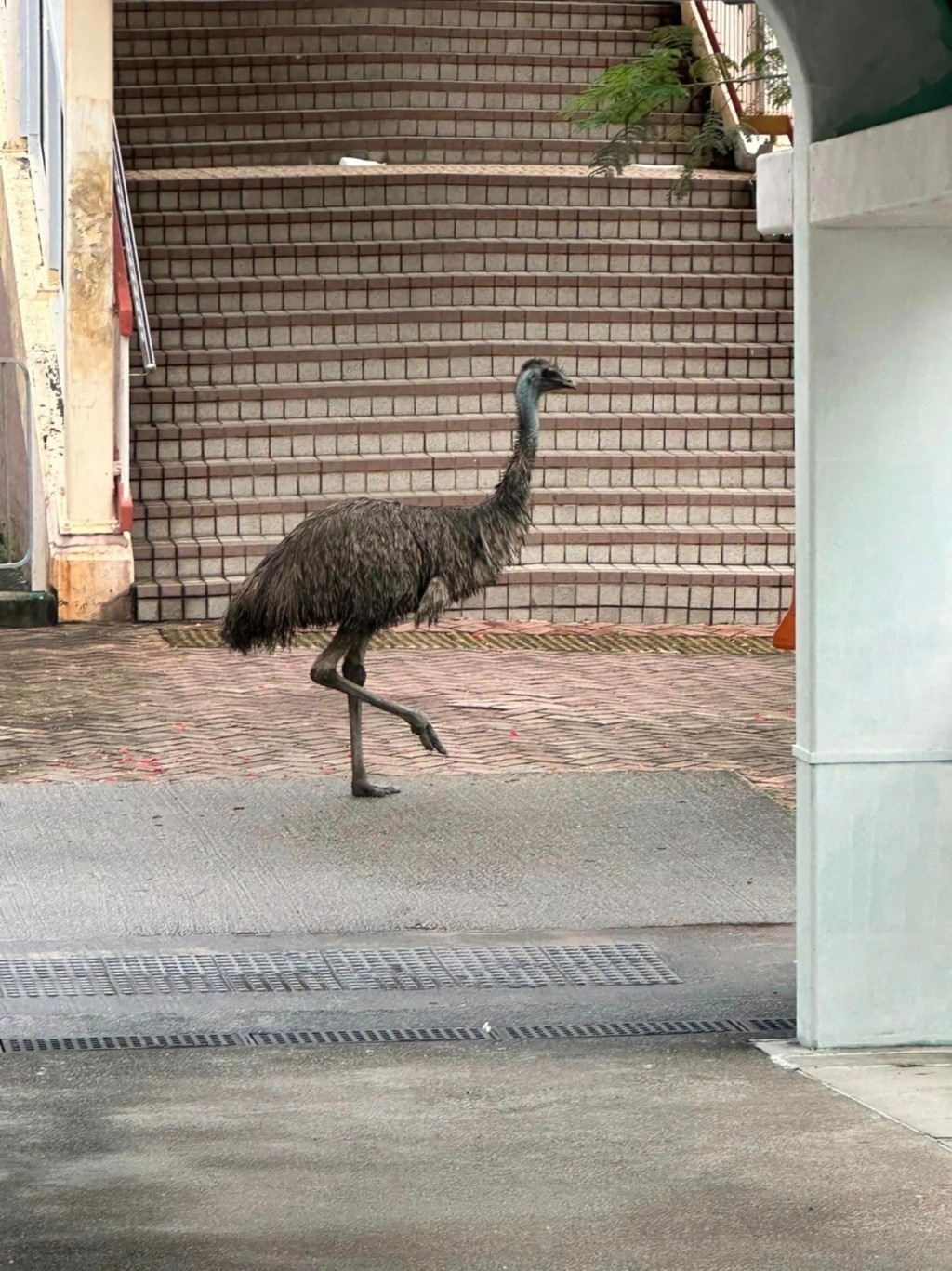 一只在鸸鶓5月18日早上在天水围街头出没。资料图片