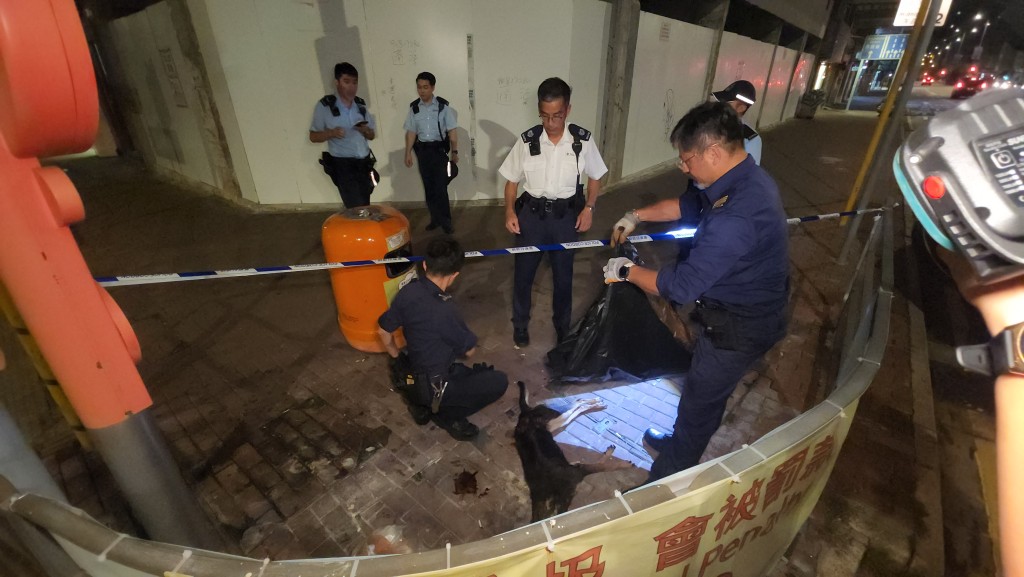 愛護動物協會檢驗狗隻傷勢。