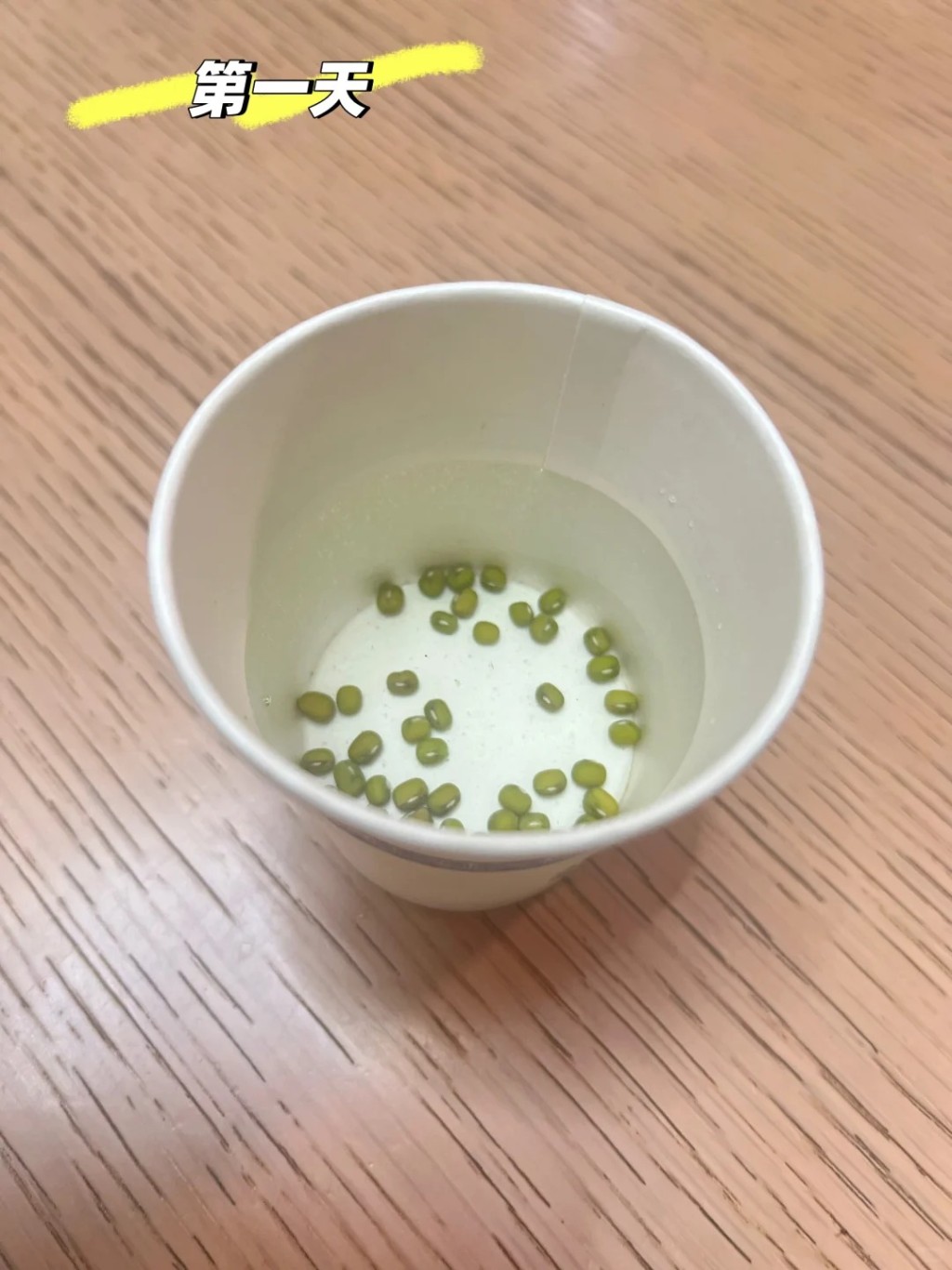 國慶長假中,許多家庭也要帶著綠豆芽出遊,讓孩子完成觀察日記功課。小紅書@so what 國慶長假中,許多家庭也要帶著綠豆芽出遊,讓孩子完成觀察日記功課。小紅書@so what