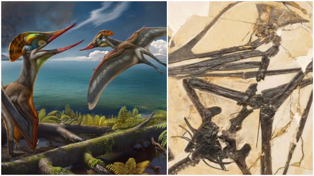 友好美麗飛龍的化石和復原圖。